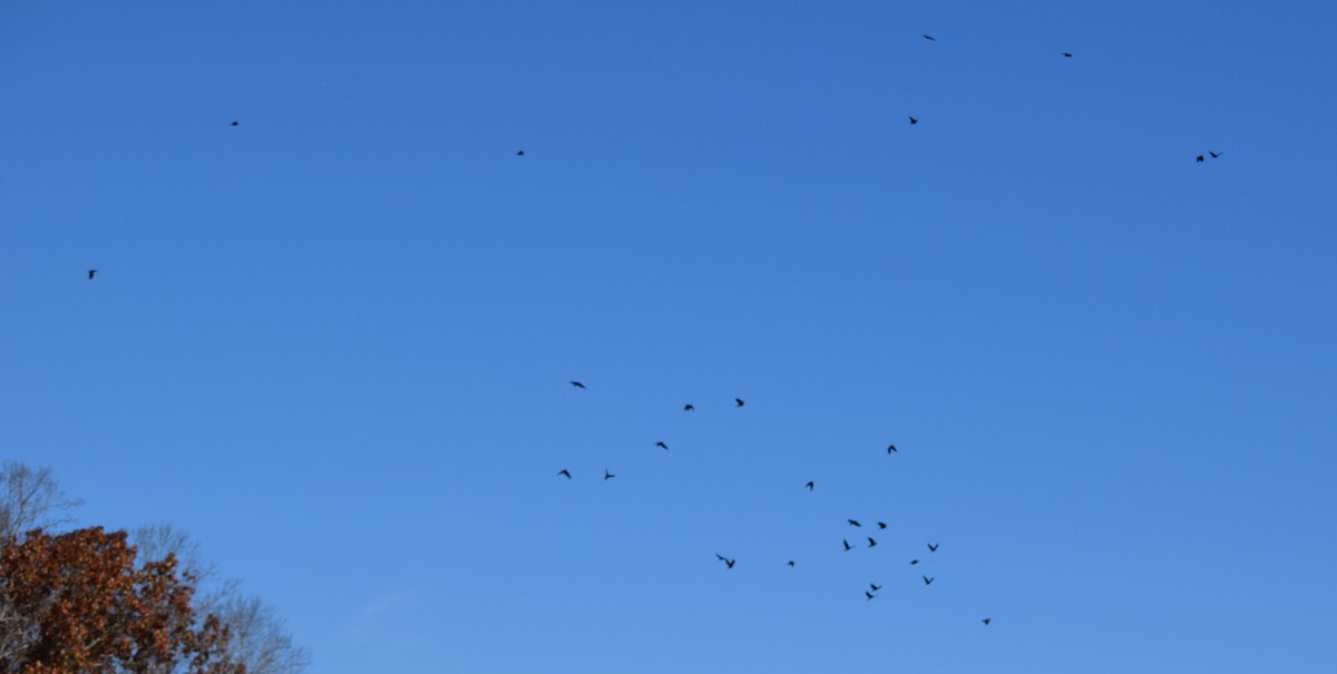 Balıkçı Karga - ML645234186