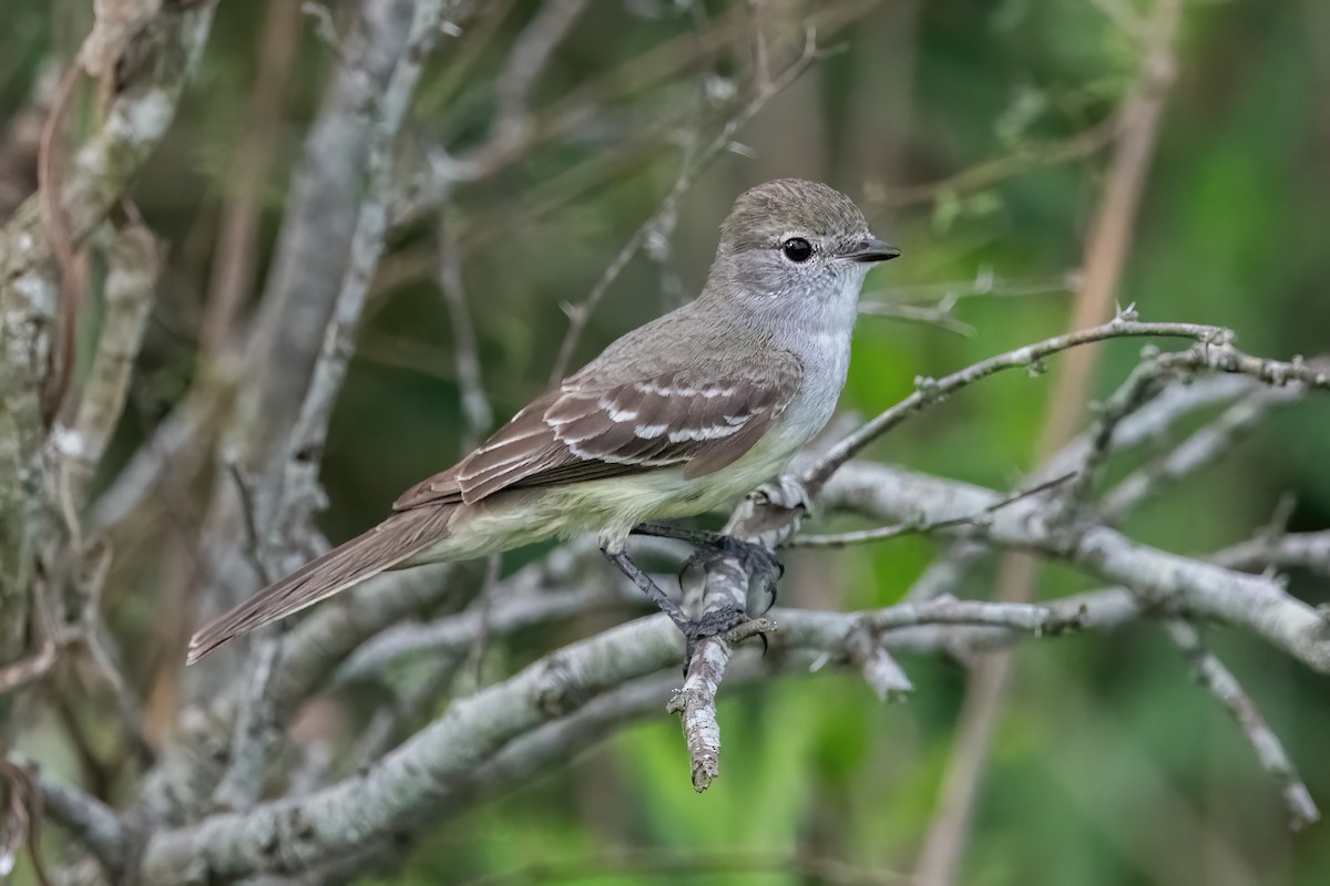 Southern Scrub-Flycatcher - ML645234204