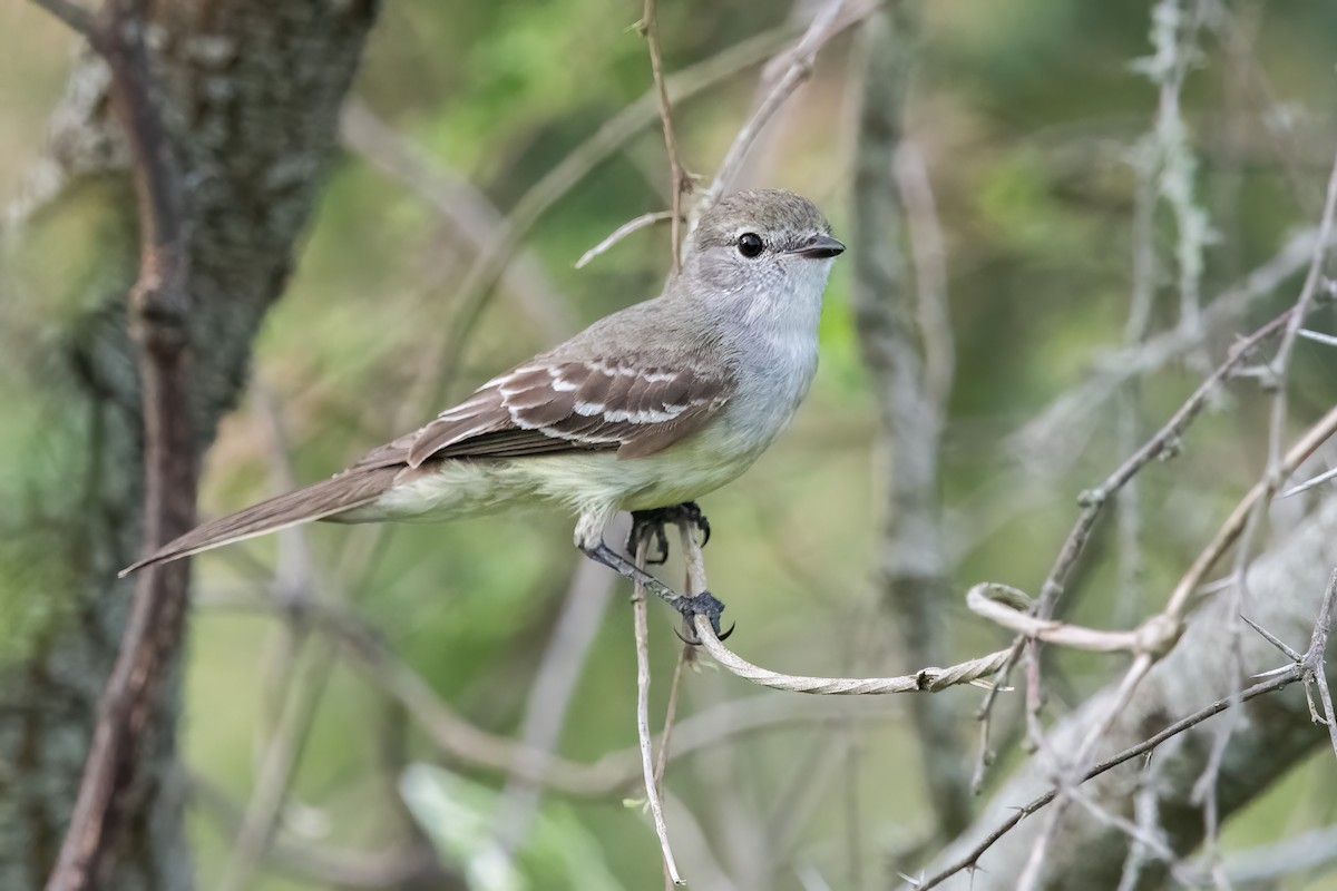 Southern Scrub-Flycatcher - ML645234205