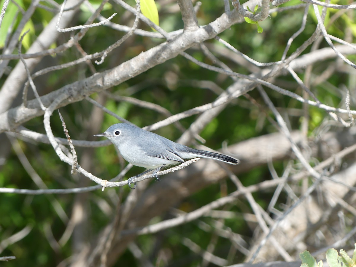 Perlita Grisilla - ML645234230