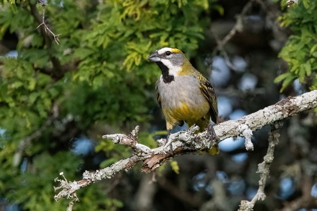 Yellow Cardinal - ML645234256