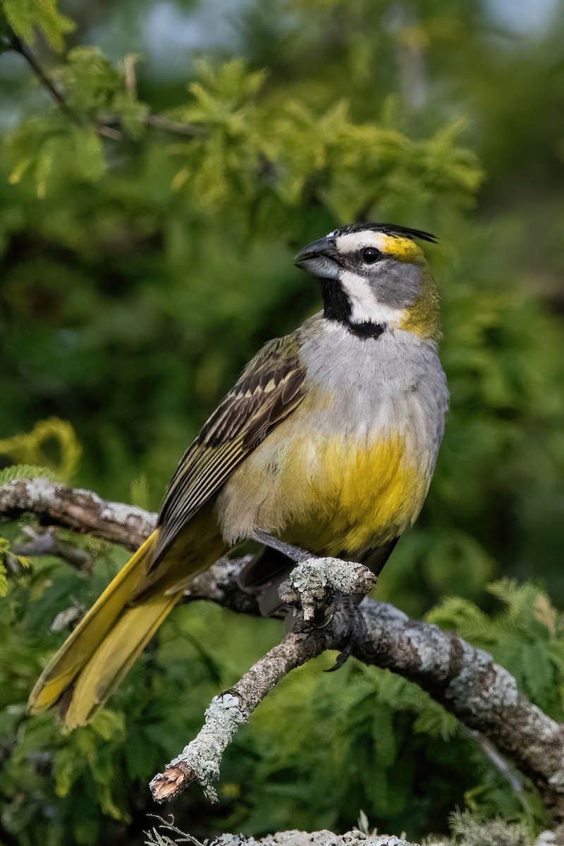 Yellow Cardinal - ML645234257