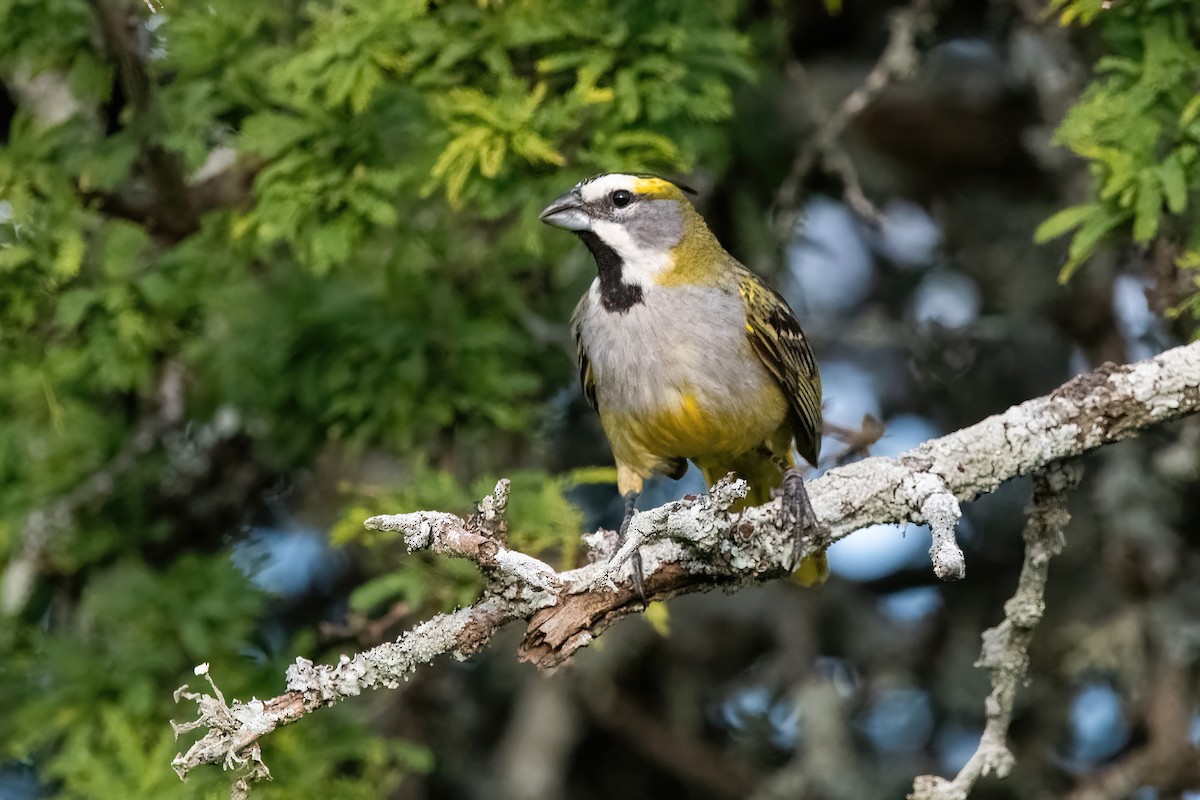 Yellow Cardinal - ML645234258