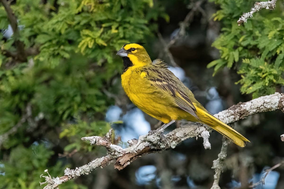 Yellow Cardinal - ML645234259