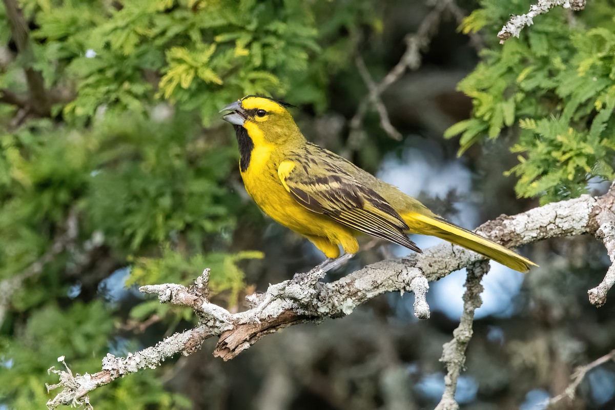 Yellow Cardinal - ML645234260