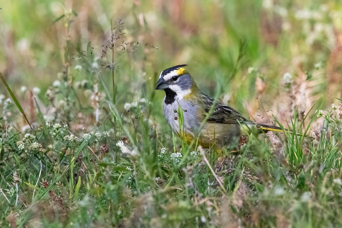 Yellow Cardinal - ML645234261