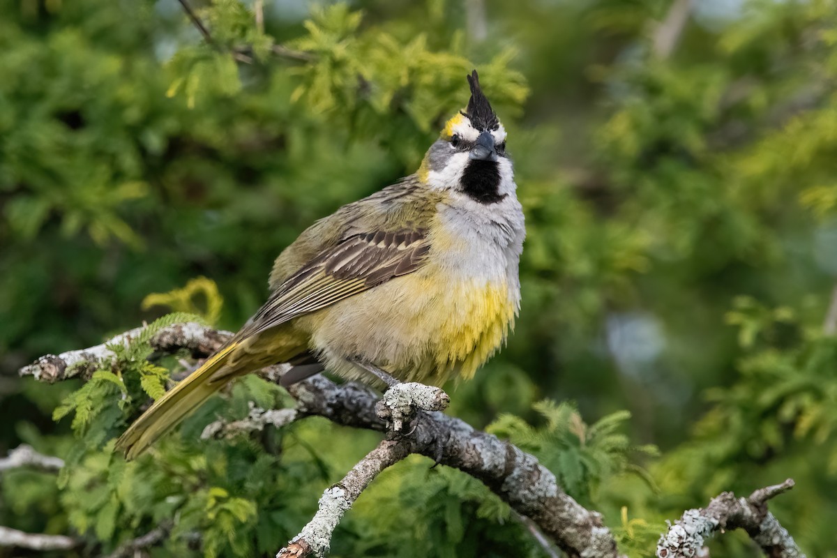 Yellow Cardinal - ML645234262