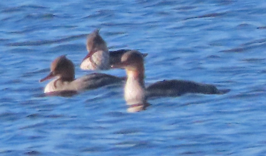 morčák prostřední - ML645234277