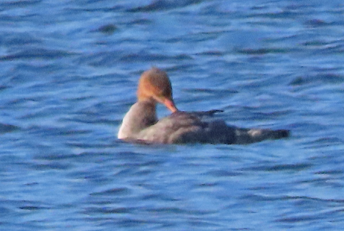 morčák prostřední - ML645234278