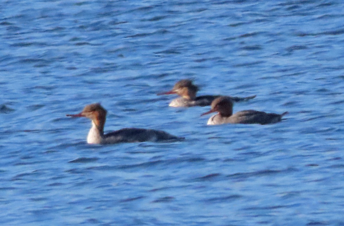 morčák prostřední - ML645234279