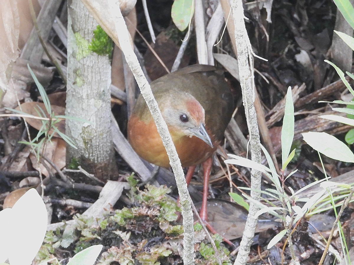 Russet-crowned Crake - ML645234284