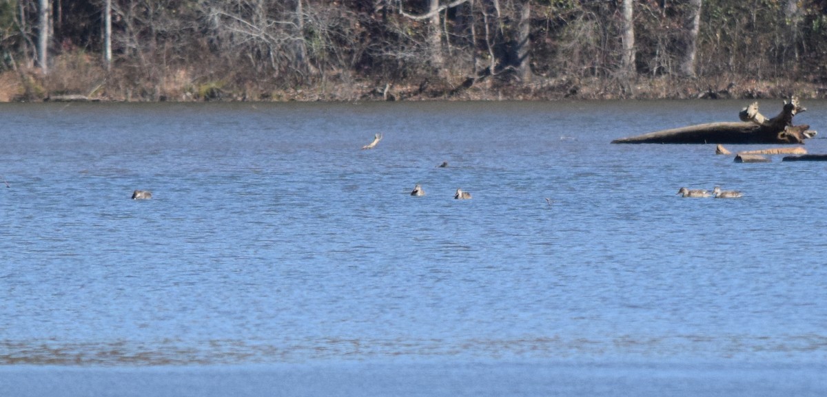 Серая утка - ML645234302