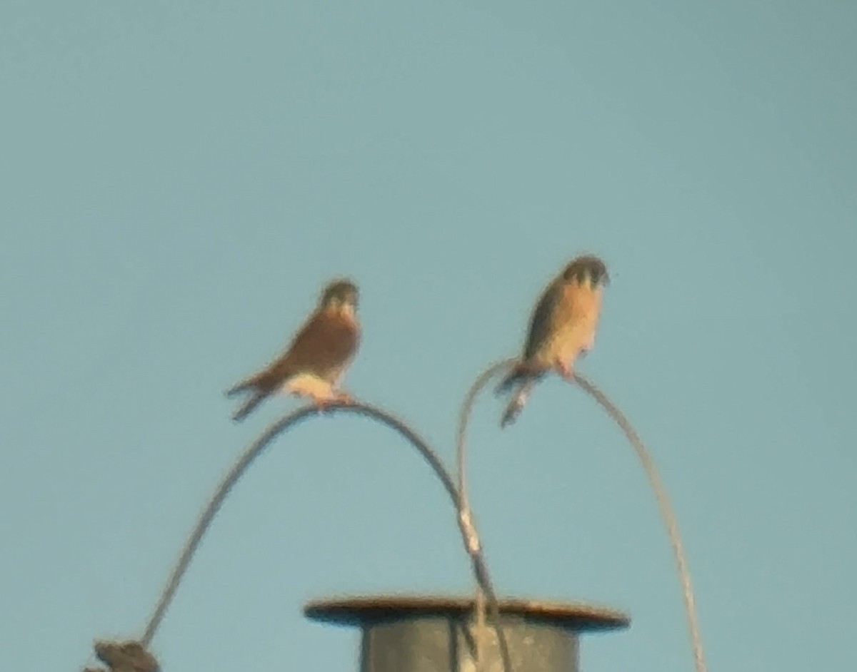 American Kestrel - ML645234305