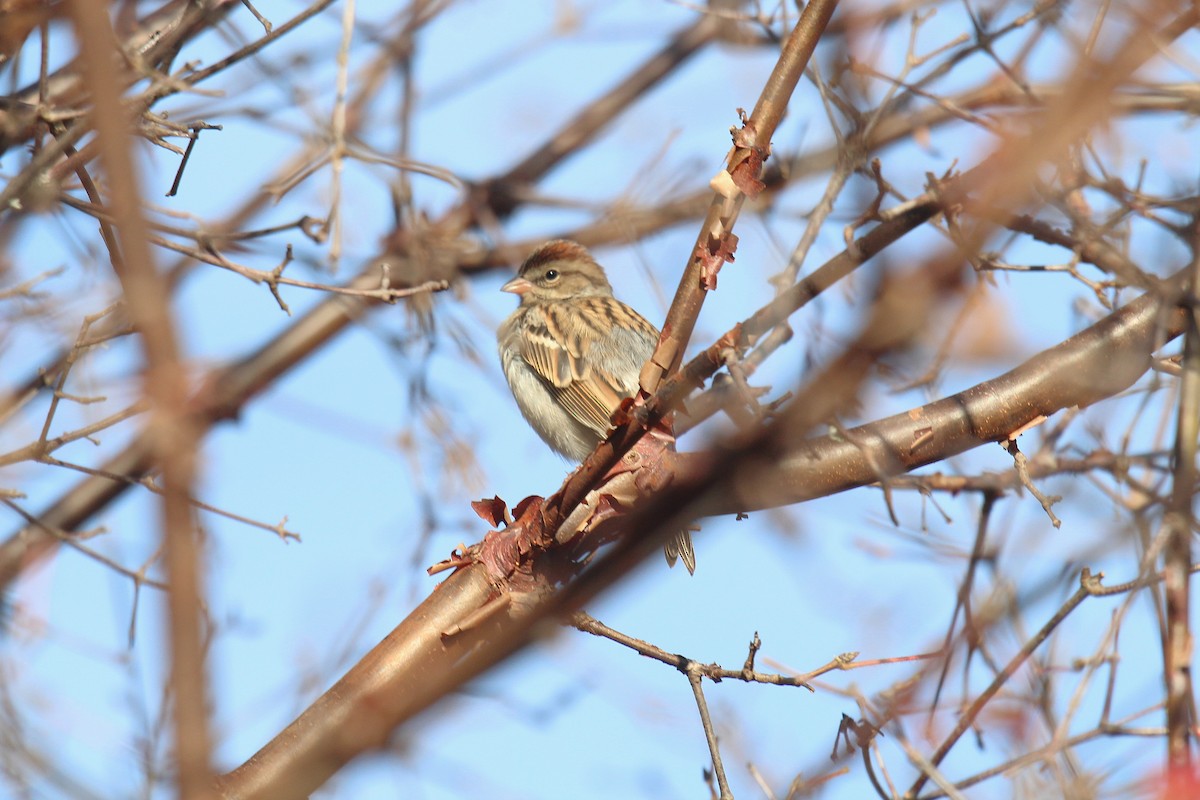 Chipping Sparrow - ML645234312