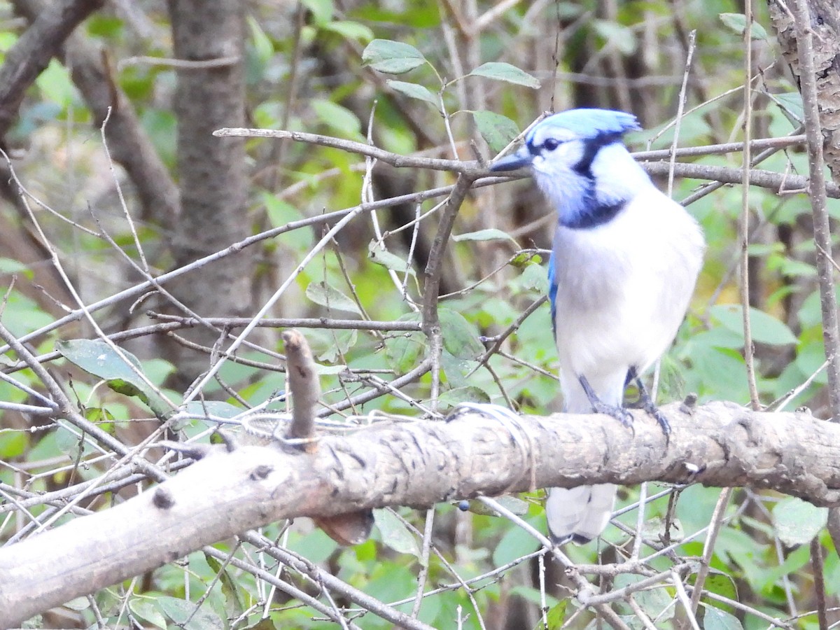 Blue Jay - ML645234384