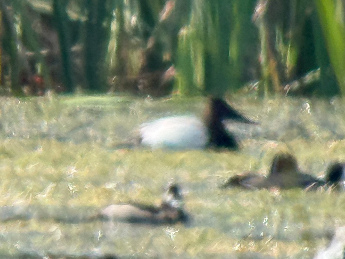 Canvasback - ML645234386