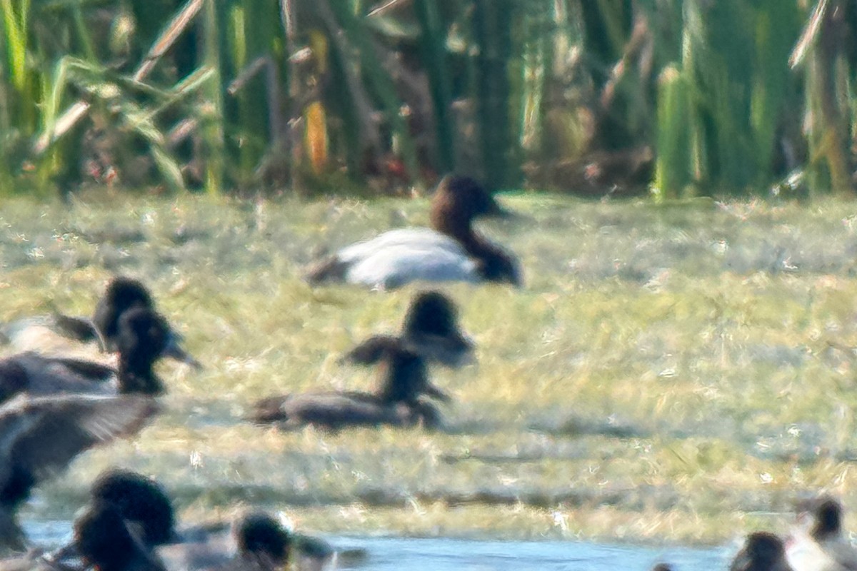 Canvasback - ML645234387