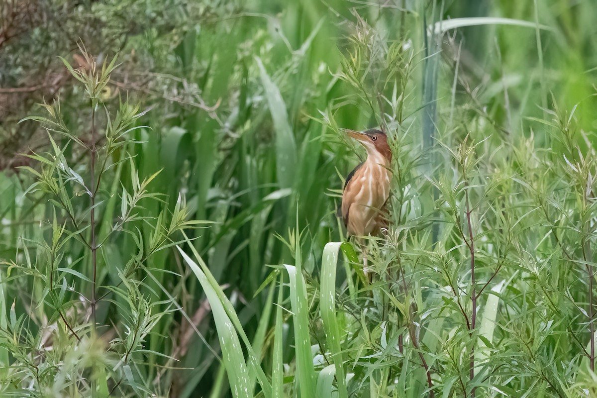Petit Blongios - ML645234404