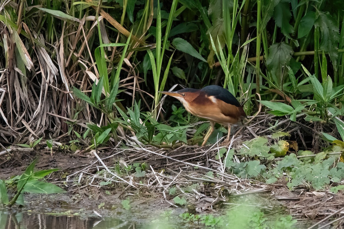 Petit Blongios - ML645234405