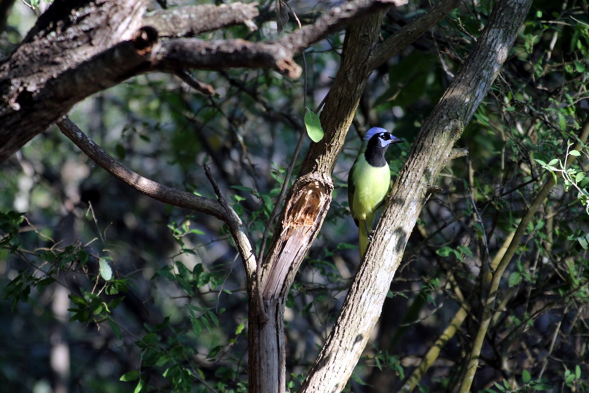 Green Jay - ML645234423