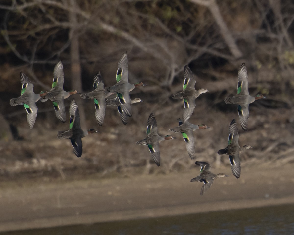 小水鴨 - ML645234440