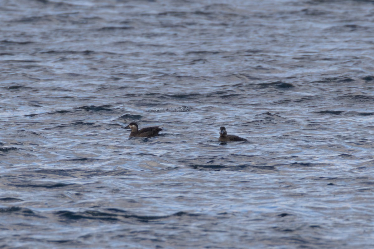 Surf Scoter - ML645234452