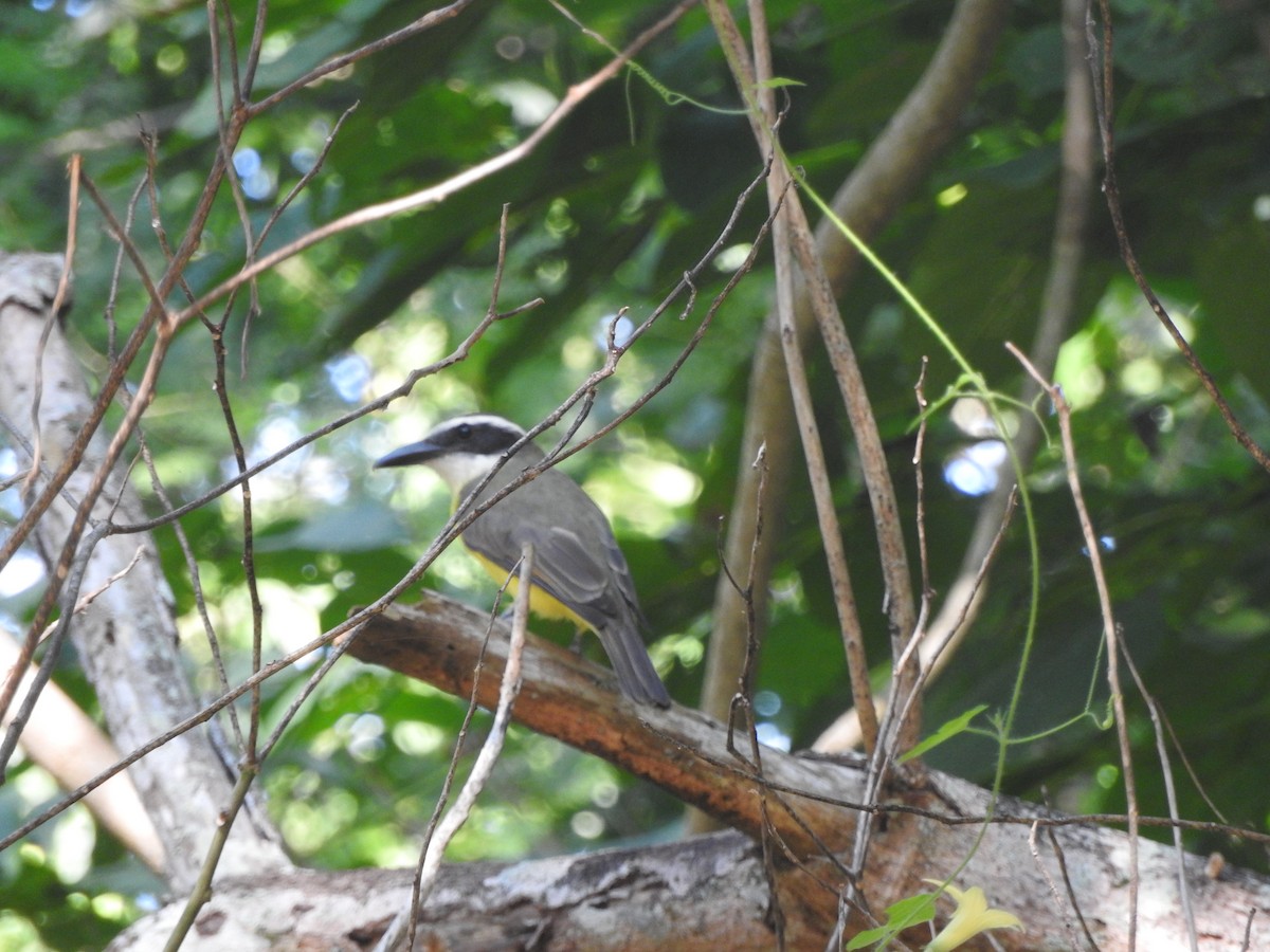 Пітанга-великодзьоб - ML645234478