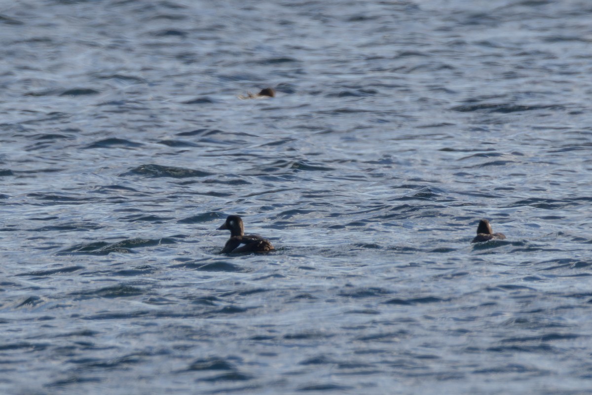 White-winged Scoter - ML645234506