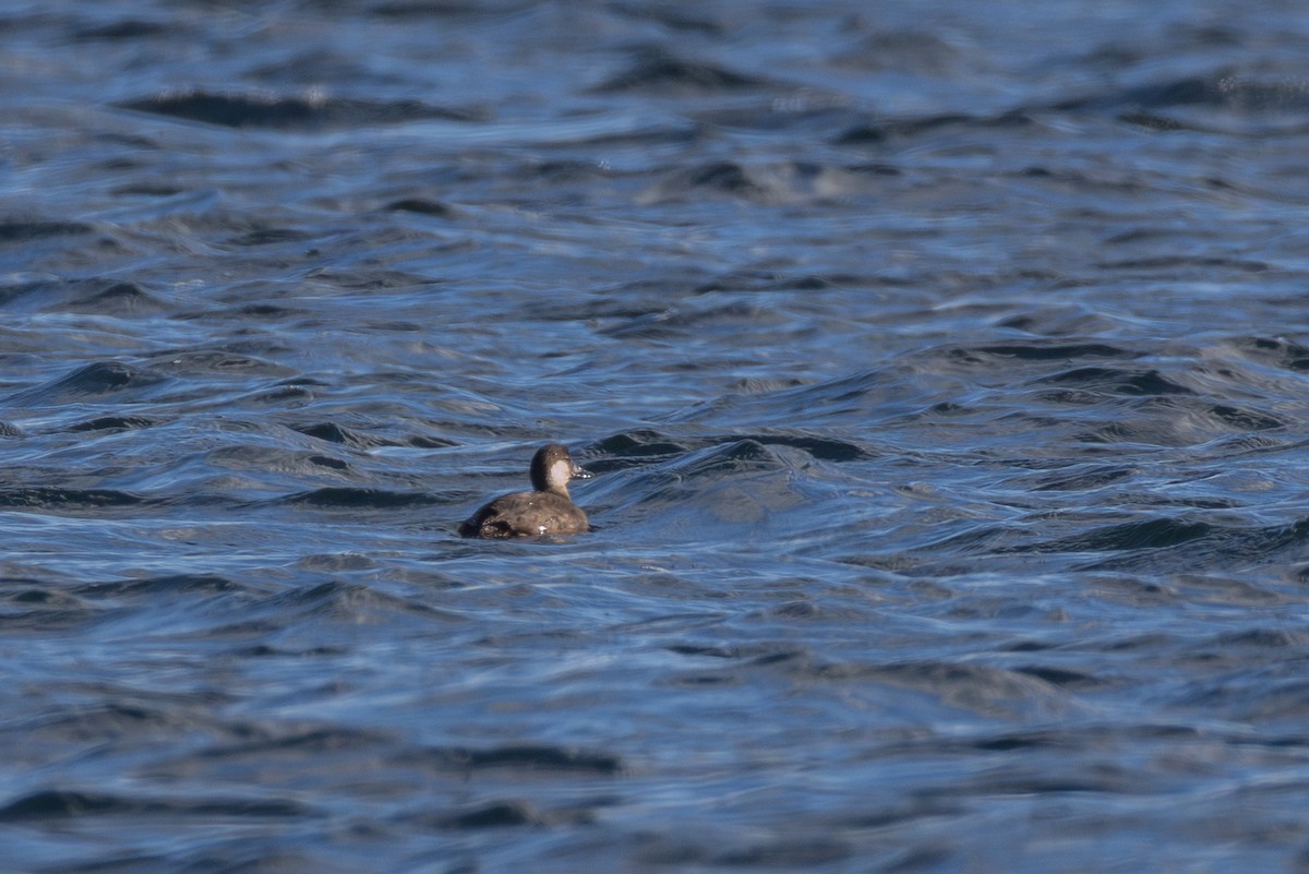 Black Scoter - ML645234520