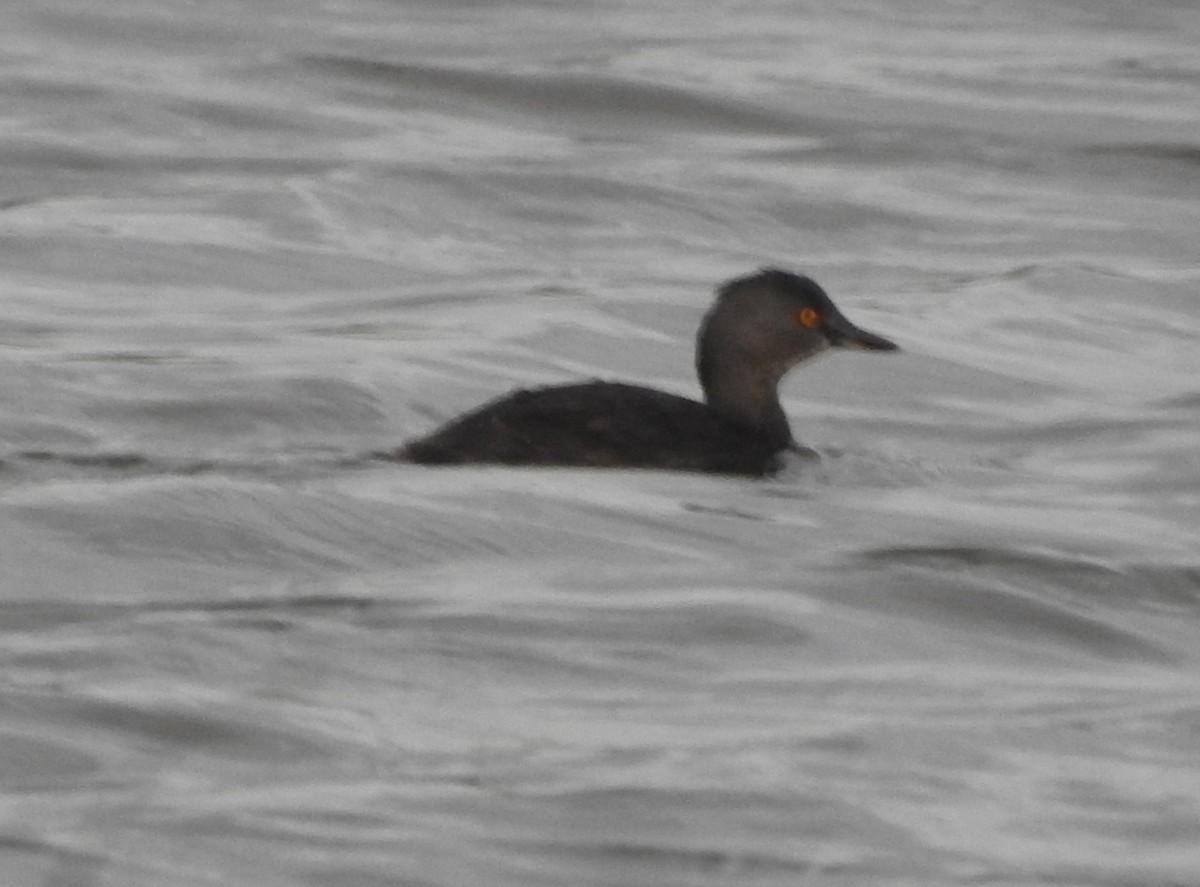 Amerika Küçük Batağanı - ML645234528