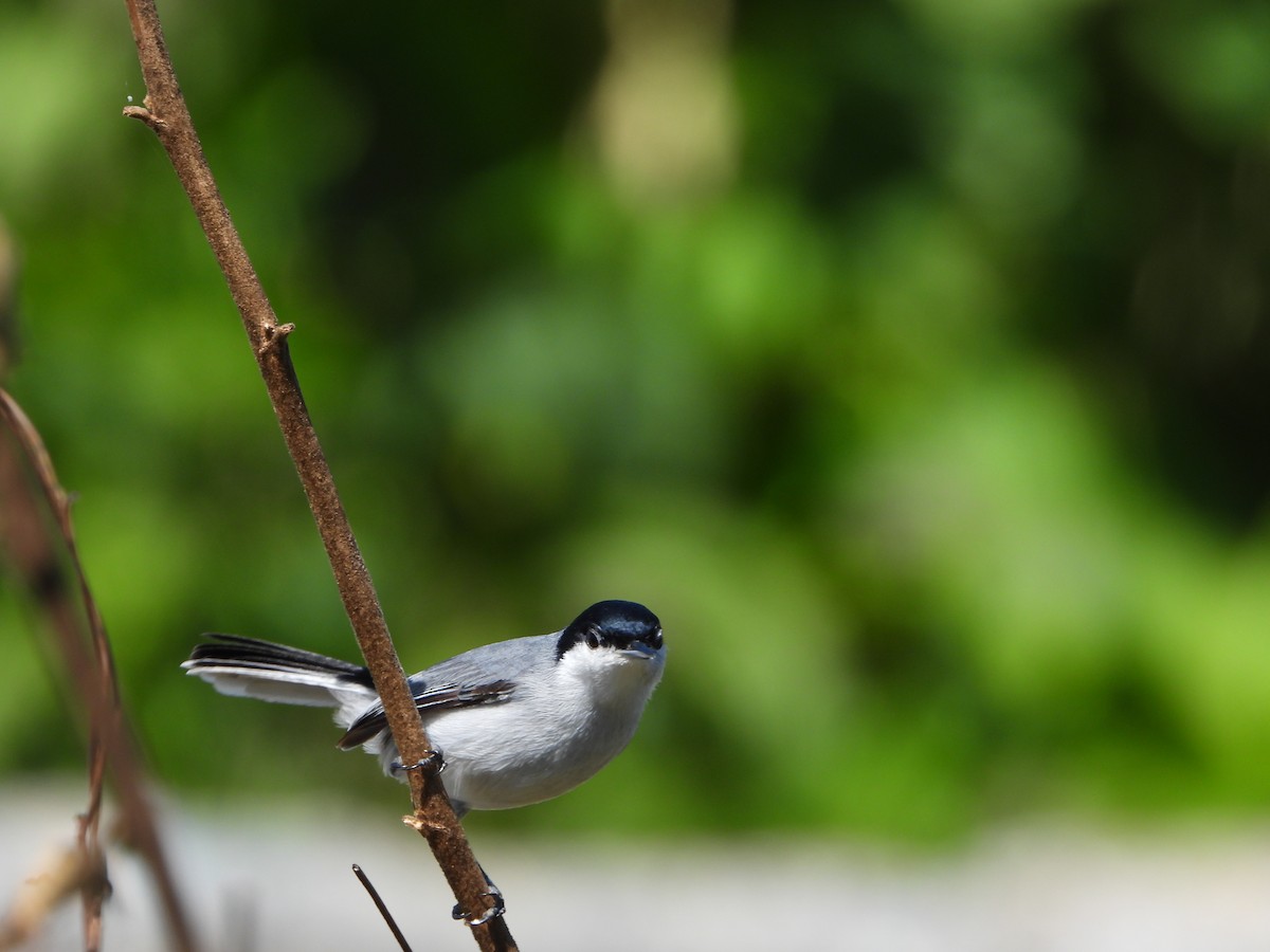 leskot tropický - ML645234542