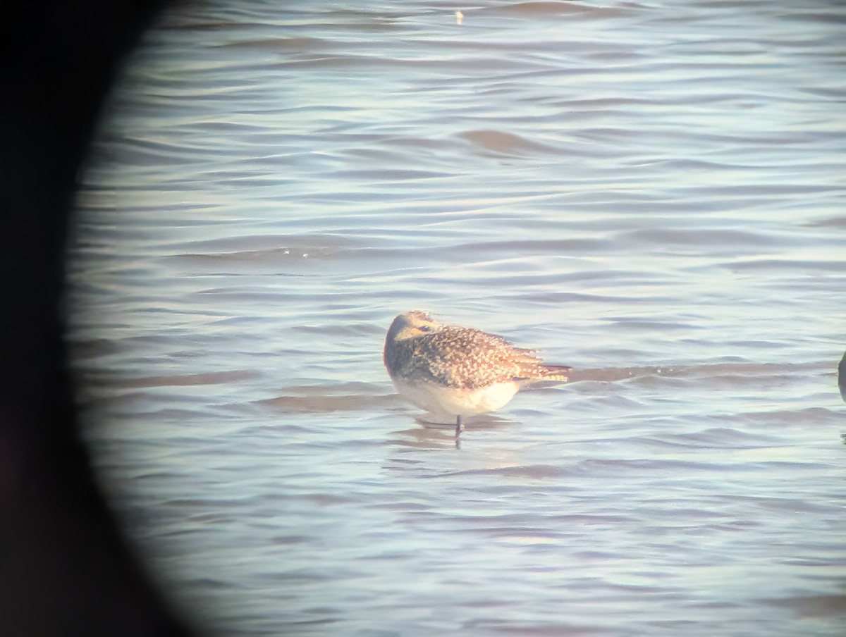 ダイゼン - ML645234575