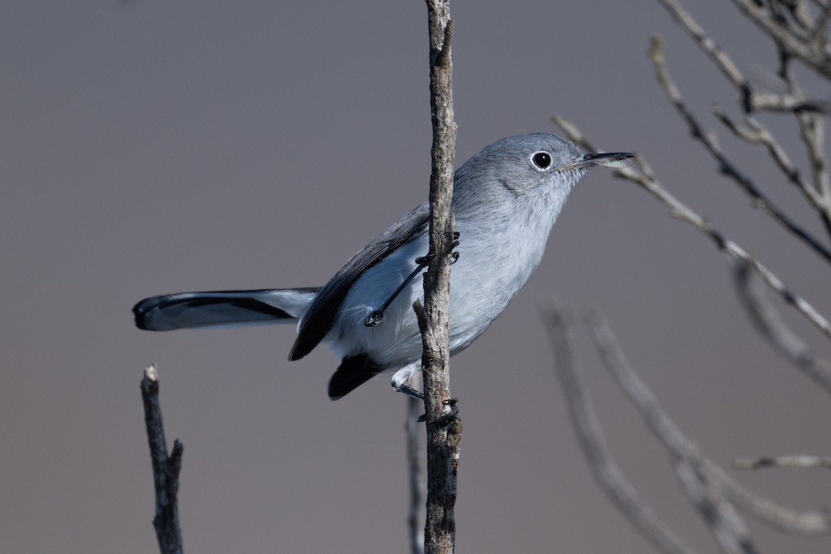 Perlita Grisilla - ML645234584