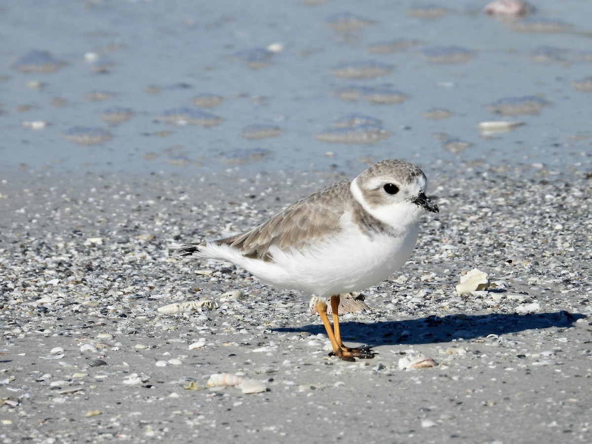 Piping Plover - ML645234663
