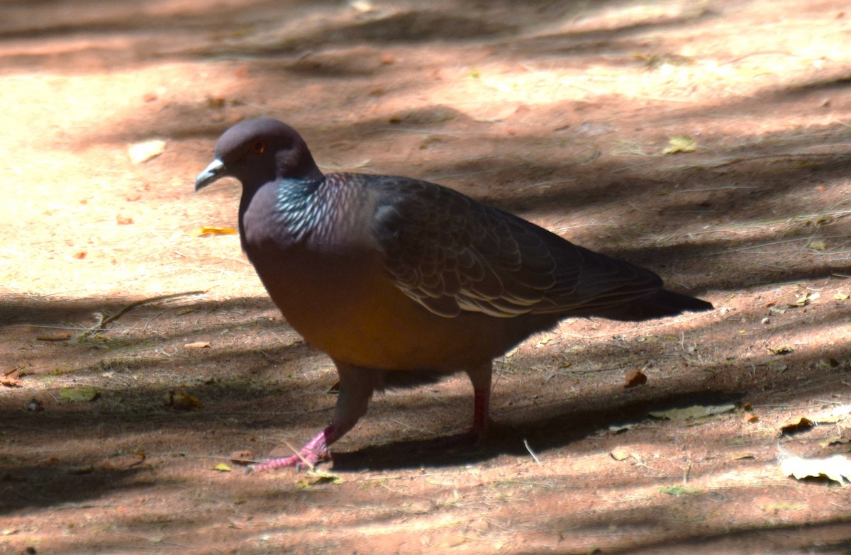 Paloma Picazuró - ML645234669