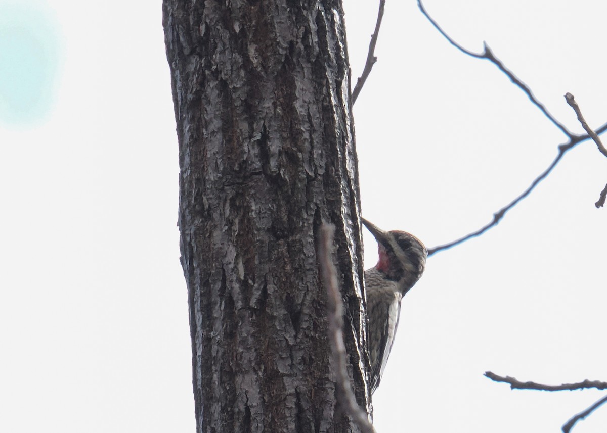 Yellow-bellied Sapsucker - ML645234685