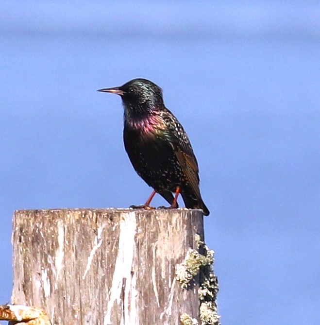 Arabazozo pikarta - ML645234687