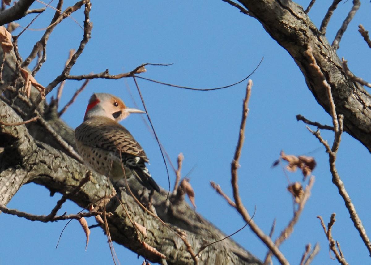 Northern Flicker - ML645234690