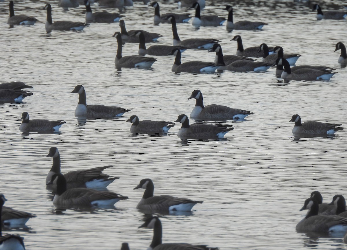 berneška malá - ML645234691