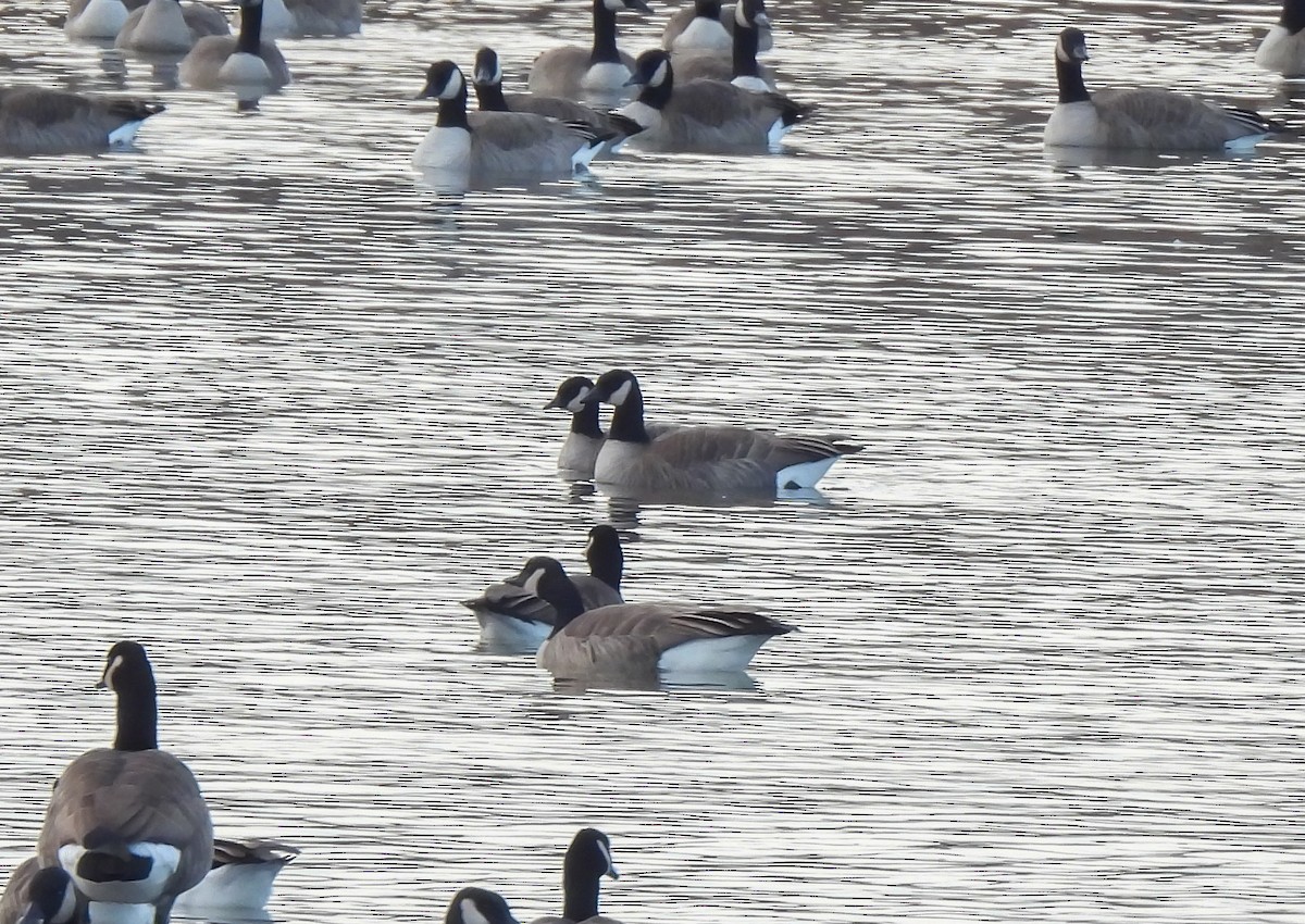 berneška malá - ML645234692