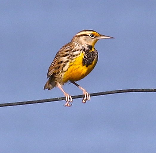 Eastern Meadowlark - ML645234702