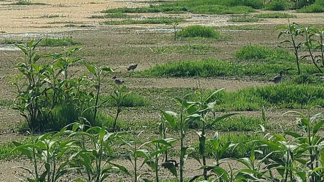 Pacific Golden-Plover - ML645234716