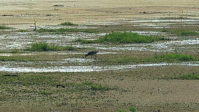 Pacific Golden-Plover - ML645234718