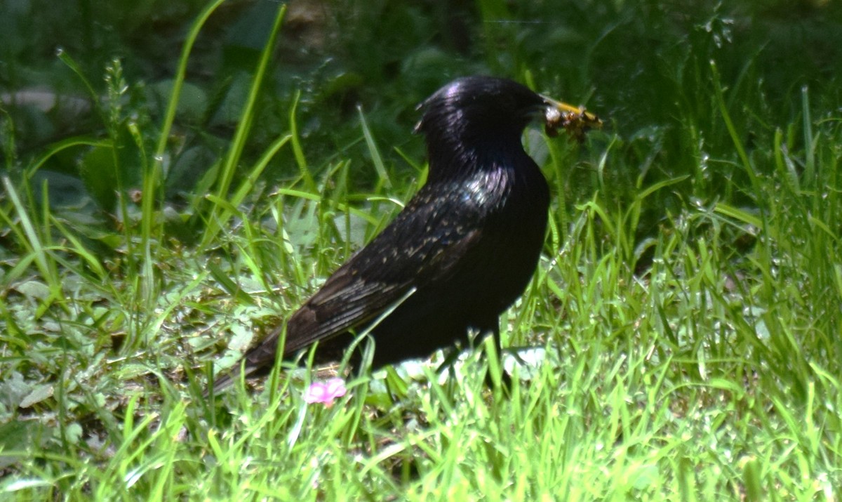 Arabazozo pikarta - ML645234719