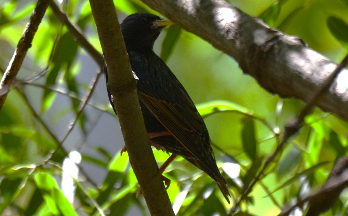 Arabazozo pikarta - ML645234720