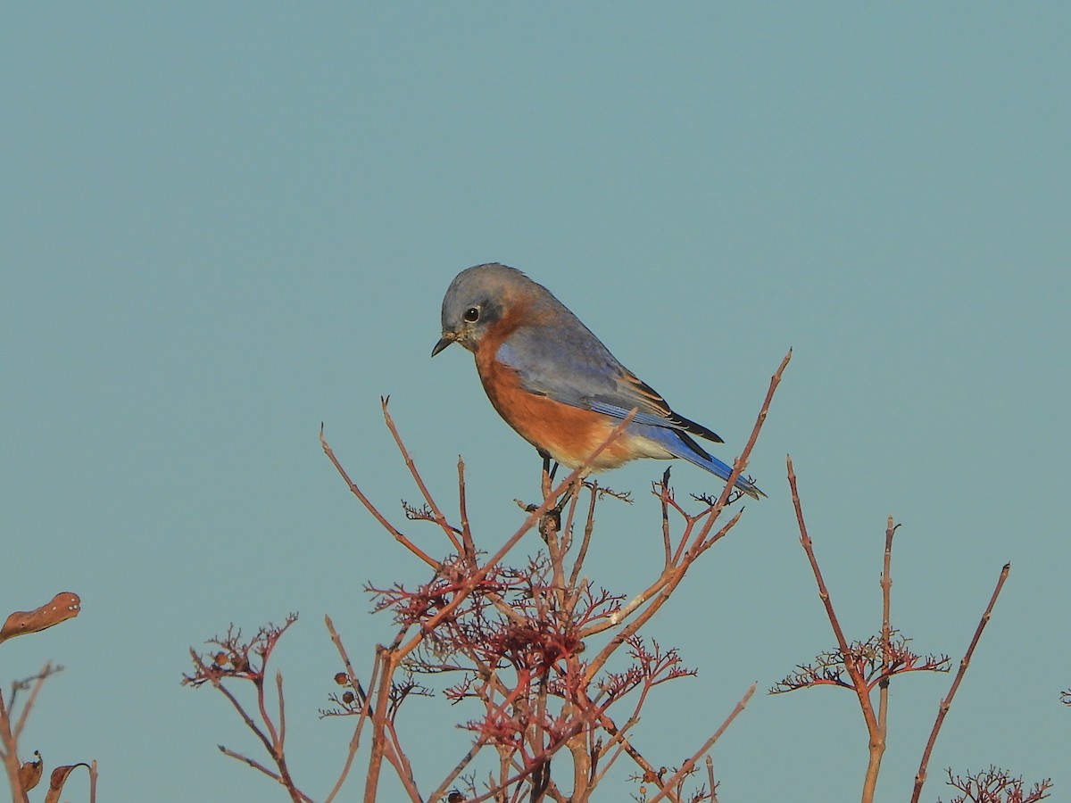 Блакитник східний - ML645234727
