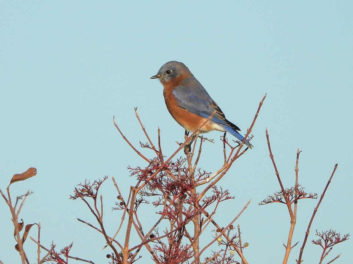 Блакитник східний - ML645234728