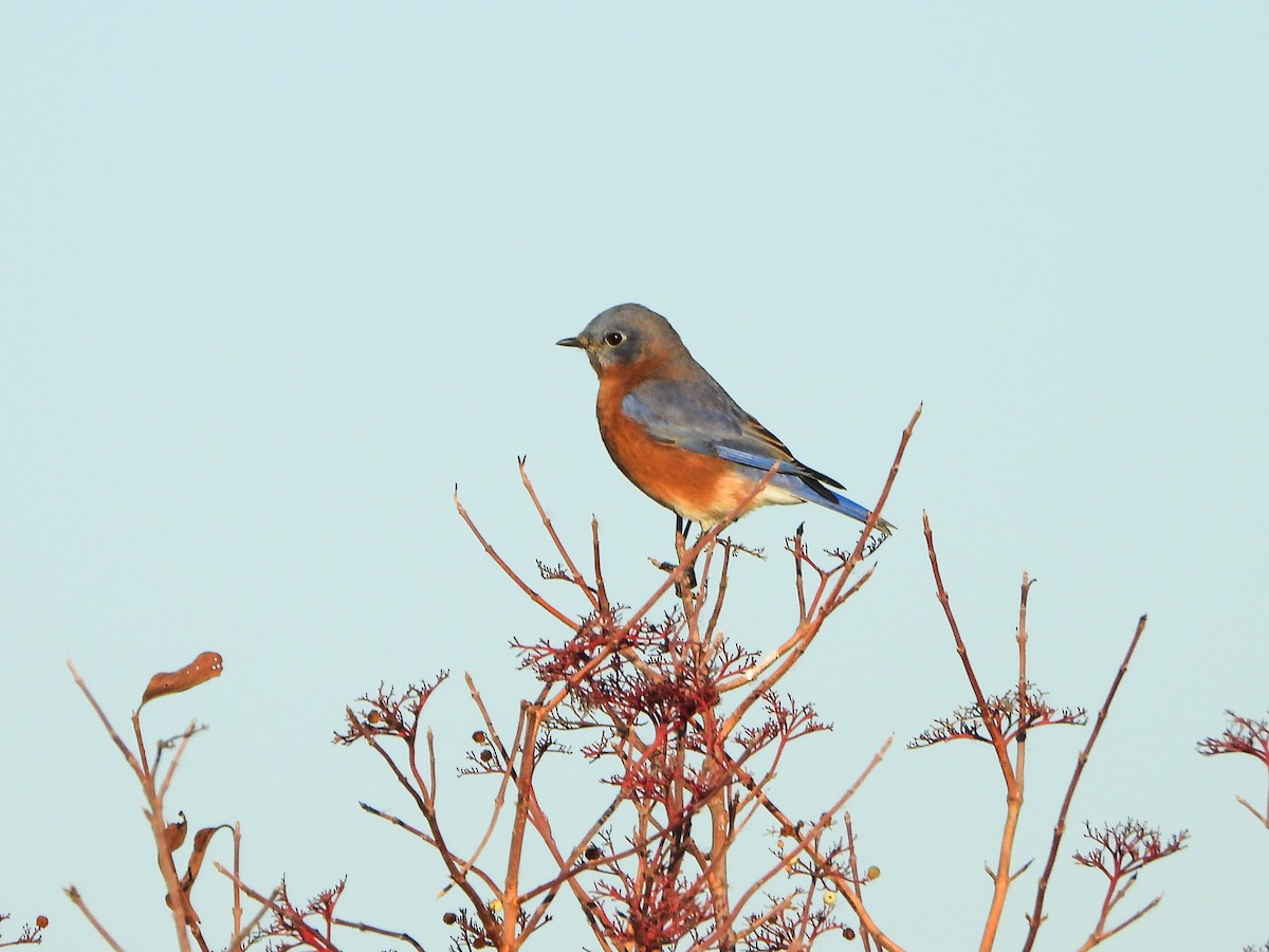 Блакитник східний - ML645234729