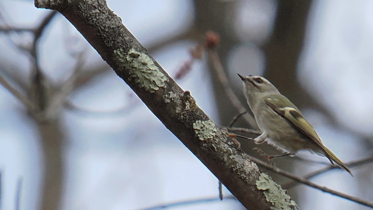 Golden-crowned Kinglet - ML645234730