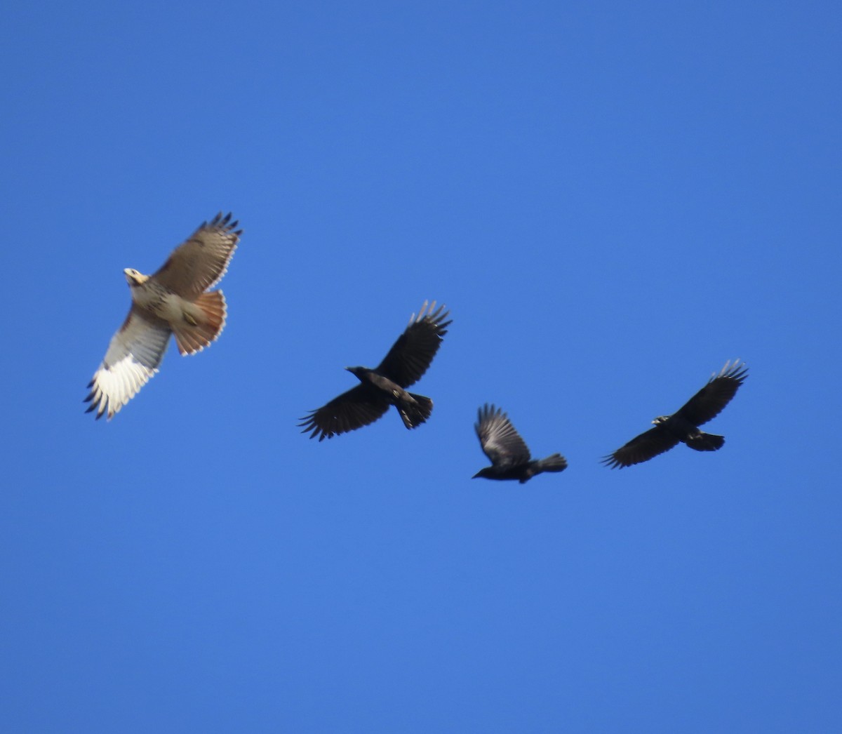 Red-tailed Hawk - ML645234733